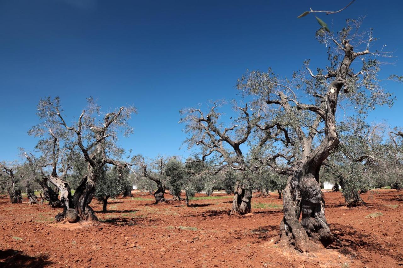 Masseria Conca D'Oro Ostuni Exterior foto